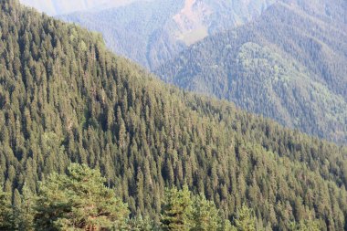 Kafkas Dağları, Gürcistan Dağları, Svaneti Dağları, yeşil çayır ağaçları ve bitkileri