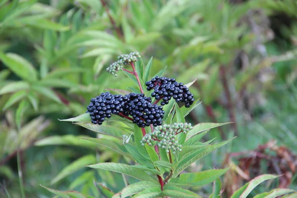 Rostlina Modrými Bobulemi Flórou Přírodou — Stock fotografie