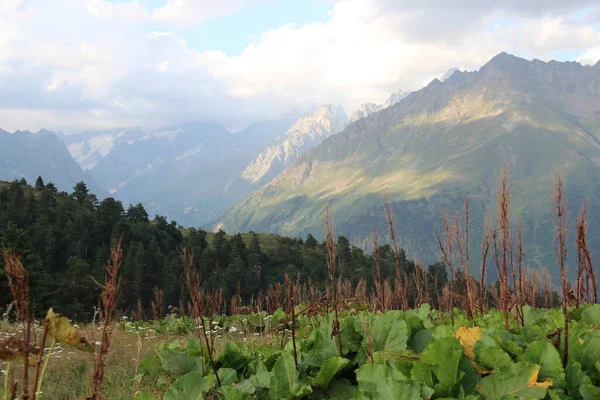 Kavkazské Hory Gruzínské Hory Svaněcké Hory Rostliny Mraky — Stock fotografie