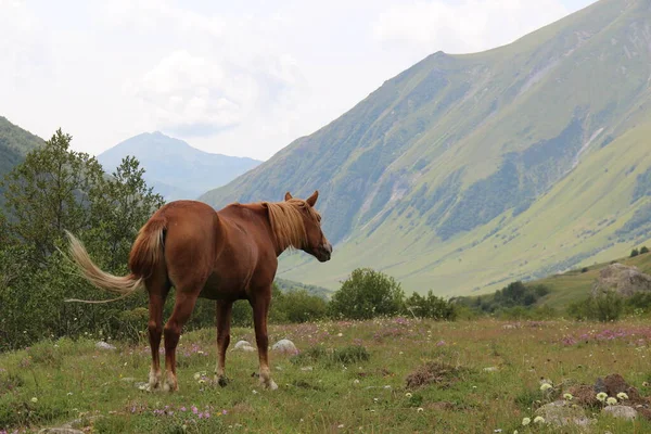 Kaukasusgebergte Georgische Bergen Svaneti Gebergte Paard Wei — Stockfoto