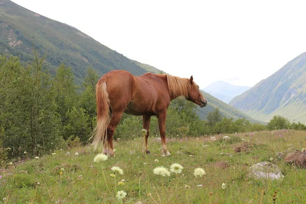 Kaukasusgebergte Georgische Bergen Svaneti Gebergte Paard Wei — Stockfoto