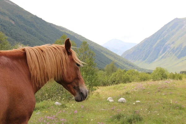 Kaukasusgebergte Georgische Bergen Svaneti Gebergte Paard Wei — Stockfoto