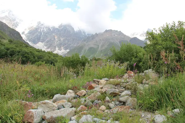 Kafkas Dağları Gürcistan Dağları Svaneti Dağları Bitkiler Nehir — Stok fotoğraf