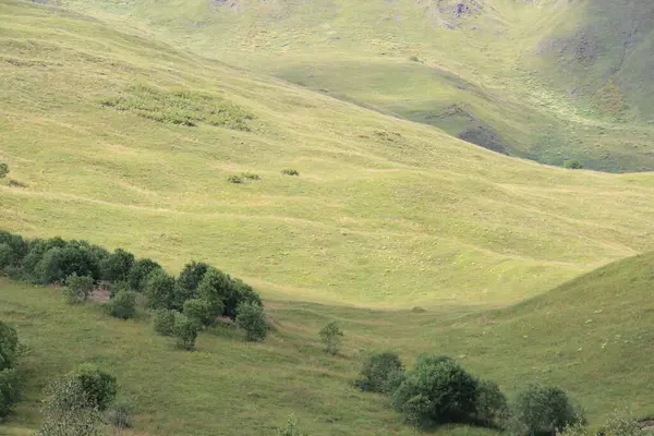Kafkas Dağları, Gürcistan Dağları, Svaneti Dağları, yeşil çayır ağaçları ve bitkileri