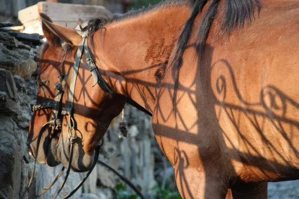 Cáucaso Aldeia Georgiana Ushguli Svaneti Cavalos — Fotografia de Stock