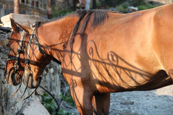 Cáucaso Aldeia Georgiana Ushguli Svaneti Cavalos — Fotografia de Stock