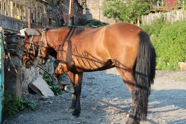 Kaukasus Georgisch Dorp Ushguli Svaneti Paarden — Stockfoto