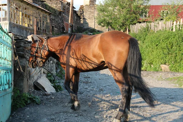 Kafkaslar Gürcü Köyü Ushguli Svaneti Atlar — Stok fotoğraf