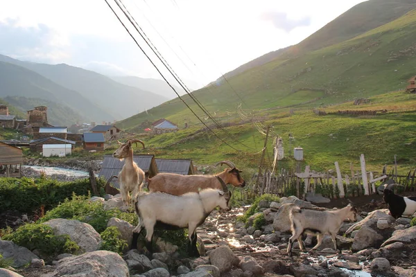 Svaneti地区 格鲁吉亚山区 Ushguli村的山羊 — 图库照片
