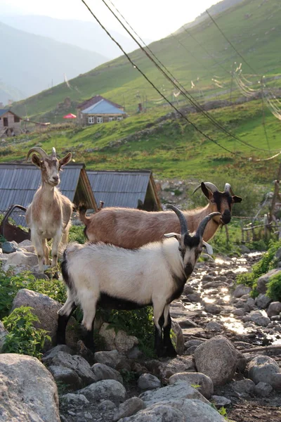 Köydeki keçiler, Gürcistan dağları, Svaneti bölgesi, ushguli 