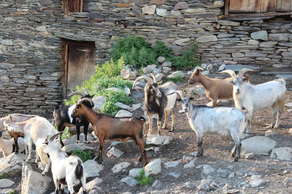 Chèvres Dans Village Montagnes Géorgiennes Région Svaneti Ushguli — Photo