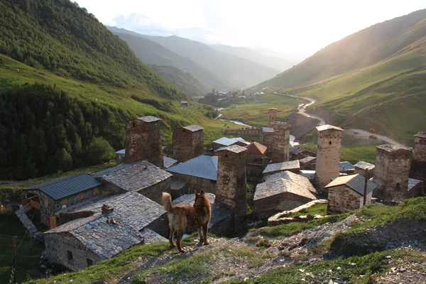 Dog Georgian Village Ushguli Countryside Landscape — Stock Photo, Image
