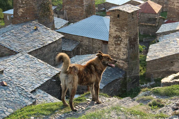 Dog Georgian Village Ushguli Countryside Landscape — Stock Photo, Image