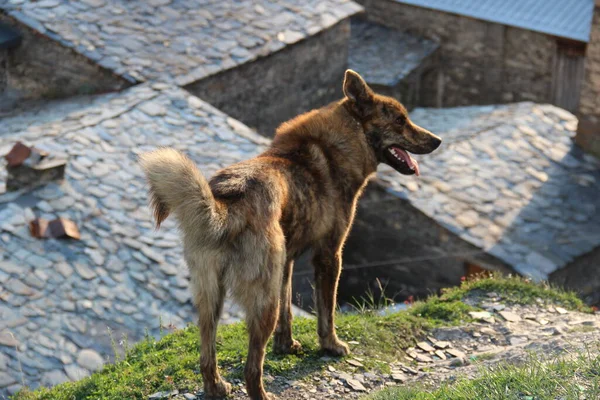 Собака Грузинское Село Ушгули Сельский Пейзаж — стоковое фото