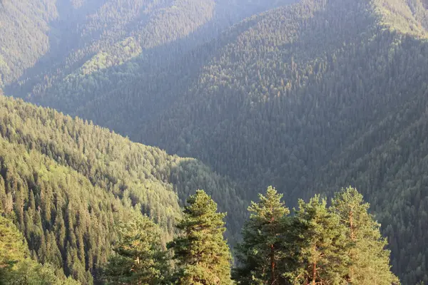 Kafkas Dağları, Gürcistan Dağları, Svaneti Dağları, yeşil çayır ağaçları ve bitkileri