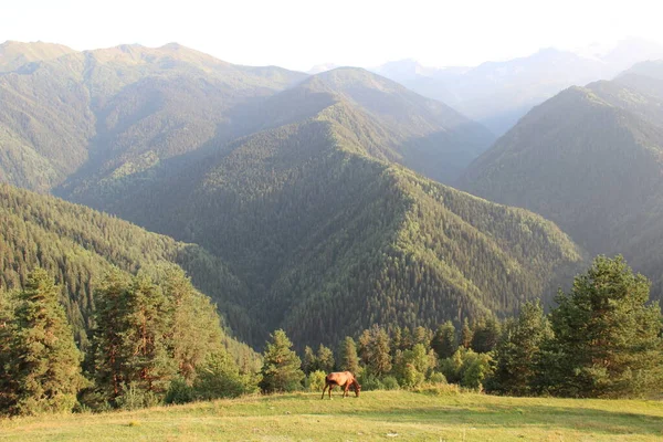 Kavkazské Hory Gruzínské Hory Svaněcké Hory Kůň Louce — Stock fotografie