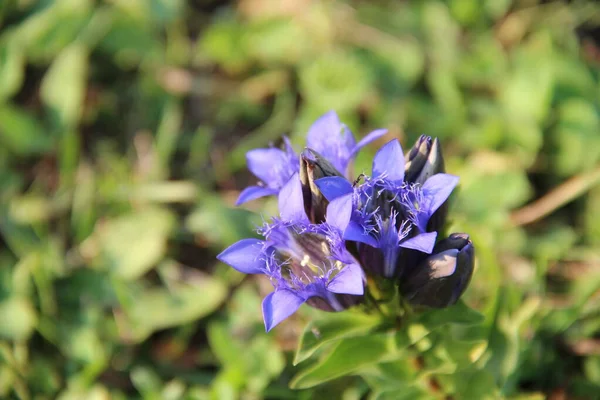 Piękne Purpurowe Kwiaty Ogrodzie Flora Trawa — Zdjęcie stockowe