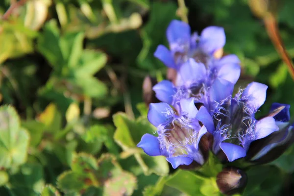 草の美しい紫色の花 — ストック写真