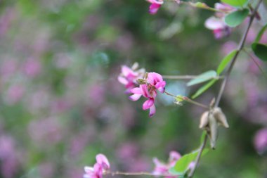 Ağaçtaki küçük mor çiçekler, Batum botanik bahçesi. 