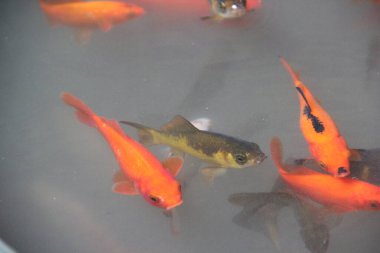 Kırmızı sazan, Koi balığı gölde 