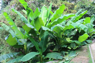 yeşil palmiye yaprakları, doğa ağaçları, Batum botanik bahçesi