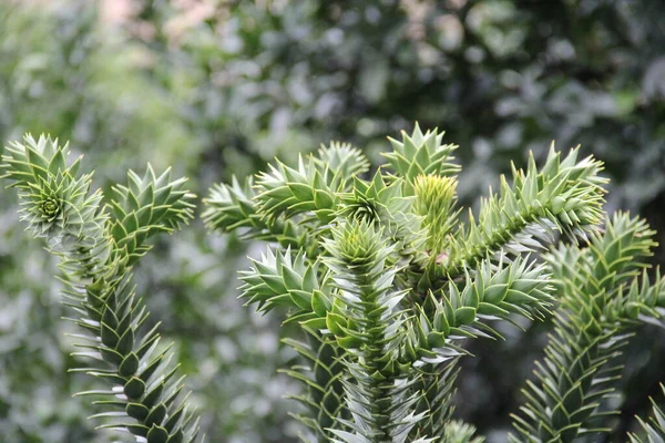 Tanaman Hijau Kebun Raya Batumi Araucaria Araucana Pohon Teka Teki — Stok Foto