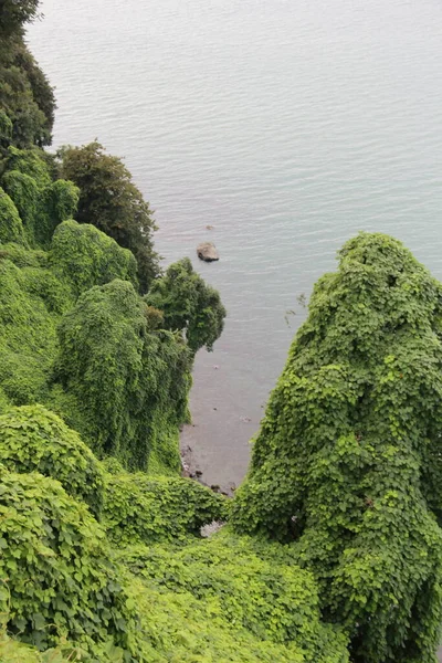 Mar Negro Árboles Naturaleza Floral Jardín Botánico Batumi —  Fotos de Stock