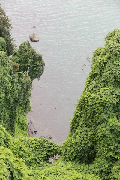 黑海和花卉自然树 巴统植物园 — 图库照片