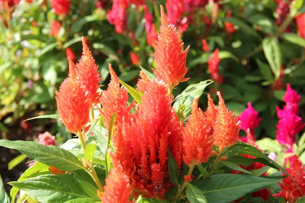 Bunga Berbulu Merah Latar Belakang Dedaunan Taman Botani Batumi — Stok Foto