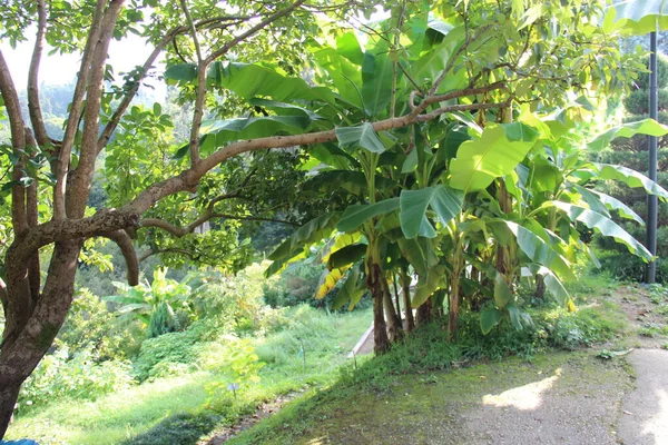 ヤシの木のあるバトゥミ植物園 — ストック写真