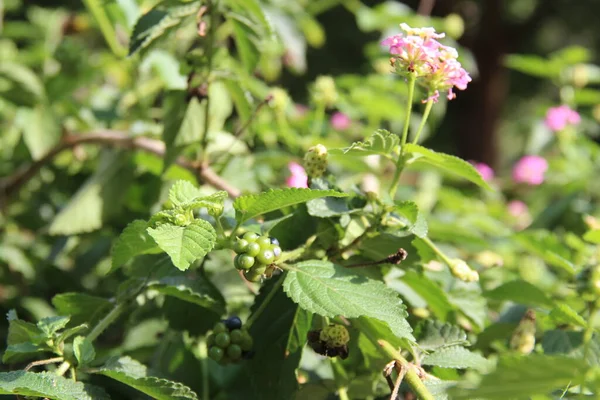 Bunga Kecil Berwarna Ungu Pohon Kebun Raya Batumi — Stok Foto