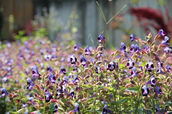 Fialové Fialové Květy Rostoucí Pilníku Botanická Zahrada Batumi — Stock fotografie