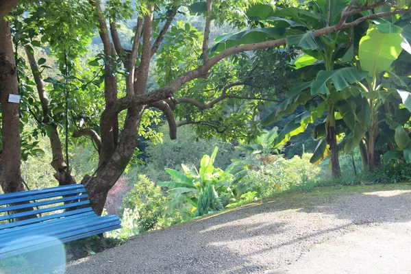 バトゥミ植物園 木や植物や青のベンチ — ストック写真