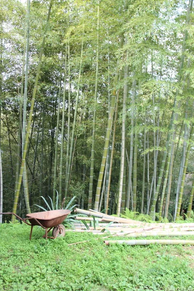 Árboles Bambú Carro Jardín Grunge —  Fotos de Stock