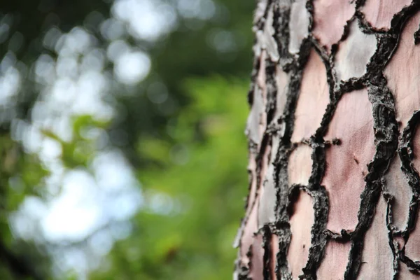 Tree Bark Trunk Texture Pinus Pinaster Forest — Stock Photo, Image