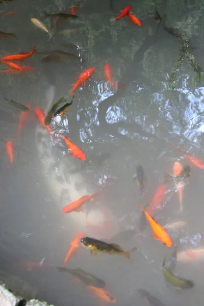 Rote Karpfen Koi Fische Teich — Stockfoto