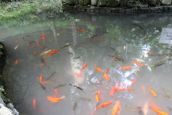 Rote Karpfen Koi Fische Teich — Stockfoto