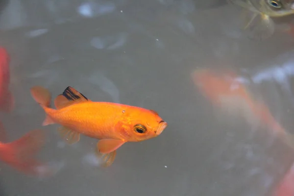 Kırmızı Sazan Koi Balığı Gölde — Stok fotoğraf