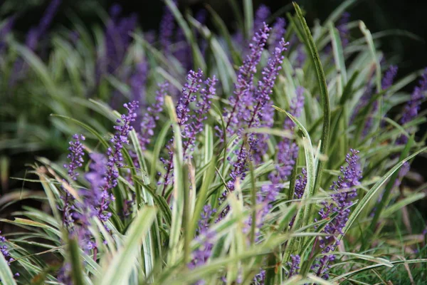 Fialové Fialové Květy Rostoucí Pilníku Botanická Zahrada Batumi — Stock fotografie