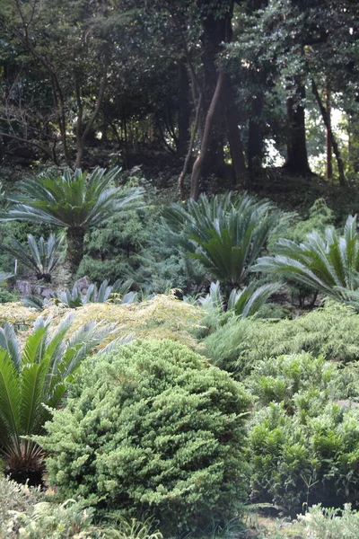 Батумский Ботанический Сад Летом Зеленая Флора Деревья — стоковое фото