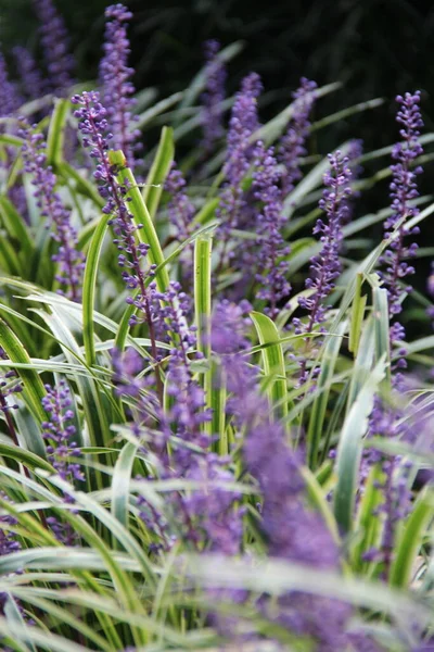 Purpurowe Fioletowe Kwiaty Rosnące Złożone Batumi Ogród Botaniczny — Zdjęcie stockowe