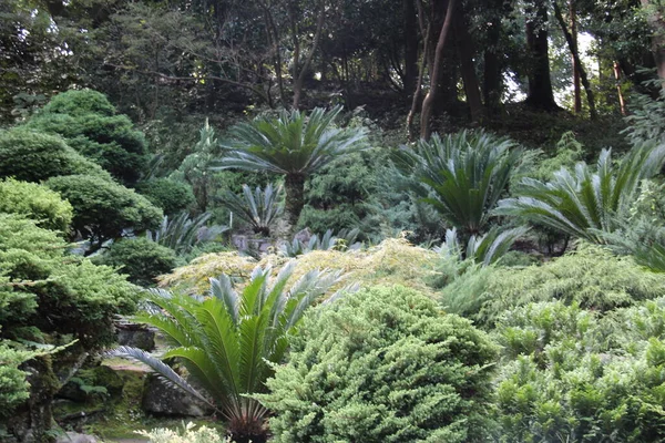 Kebun Raya Batumi Musim Panas Flora Hijau Dan Pohon Pohon — Stok Foto