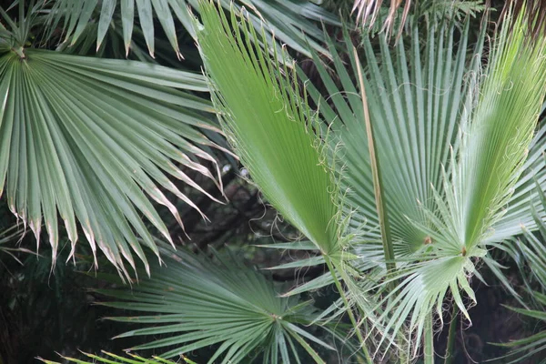 Groene Palmbladeren Natuurbomen Batumi Botanische Tuin — Stockfoto