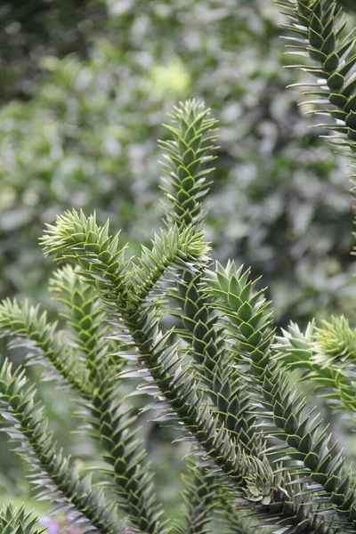 Grüne Pflanze Botanischer Garten Batumi Araucaria Araucana Affe Puzzlebaum lizenzfreie Stockbilder