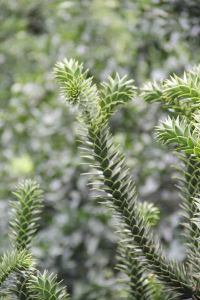 Tanaman Hijau Kebun Raya Batumi Araucaria Araucana Pohon Teka Teki Stok Foto Bebas Royalti