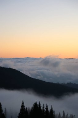 Karla kaplı Ukrayna Karpatları lavanta günbatımının altında dinlenirken, sis örtüleri alçak vadiler ve yüksek köknar ağaçları açık mavi bir sabah karşısında duruyor..