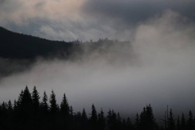 Karla kaplı Ukrayna Karpatları lavanta günbatımının altında dinlenirken, sis örtüleri alçak vadiler ve yüksek köknar ağaçları açık mavi bir sabah karşısında duruyor..