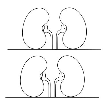 Human kidney, continuous one-line drawing, minimalist outline vector illustration