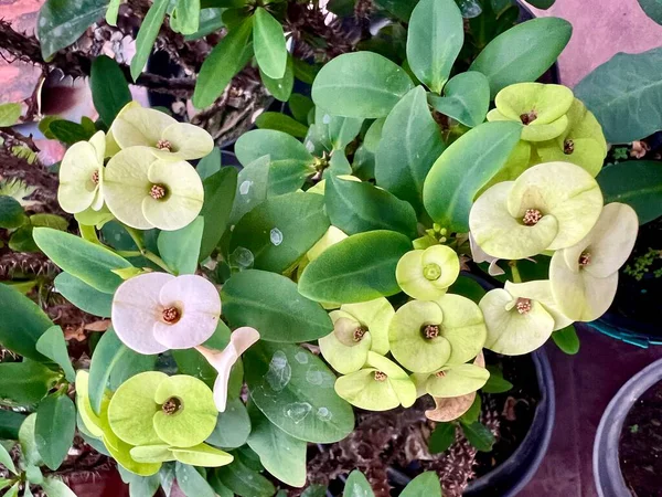 Çiçek açmış Kalanchoe çiçeğinin baskın beyaz ve yeşil renkleri bahçedeki bir çömleğe dikilmiş..