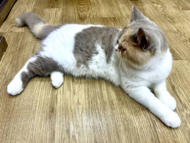 Tahta bir zeminde baskın beyaz ve gri kürklü İngiliz kısa hava kedisi.